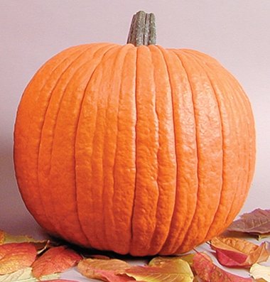 David's Garden Seeds Pumpkin Howden D2446 (Orange) 25 Organic Seeds David's Garden Seeds Pumpkin Howden D2446 (Orange) 25 Organic Seeds