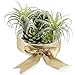 Supla 2 Pcs Artificial Succulent Plants Air Plants Dessert Plants Tillandsia in Light Green with Gray Tones 5.5