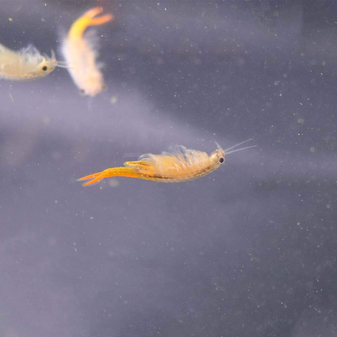 GreenWaterFarm Fairy Shrimp Thailandensis Eggs Live Fish Food for Hatching and Culture Suitable for Feed Betta Fish