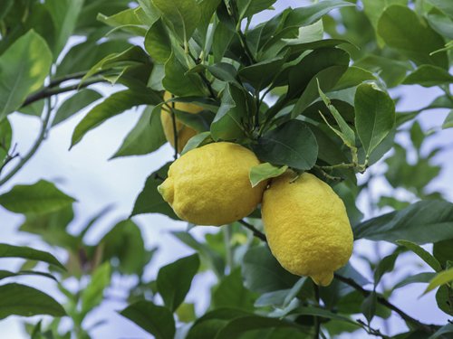 Happy Birthday Meyer Lemon Gift Tree By The Magnolia Company Get 