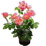 Colorful Rose hep Flower Seeds for Home Garden Yard