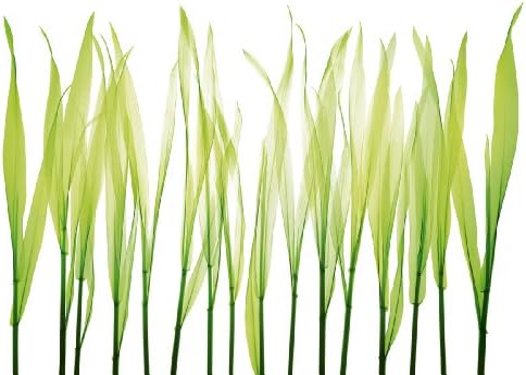 Platin Art Wall Mural Decorative Wall Hanging, 8-Feet 4-Inch by 12-Feet, Translucent Leaves