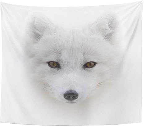 Amazon Co Jp Joocar 飾りをかける かわいい北極狐の赤ちゃん 快適なインテリア アイデアのタペストリー ホーム キッチン