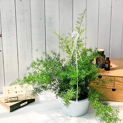 Amazon Co Jp 観葉植物 アスパラガス スプレンゲリー 6号吊り鉢 育て方説明書付き Asparagus Densiflorus Sprengeri スギノハカズラ ホーム キッチン