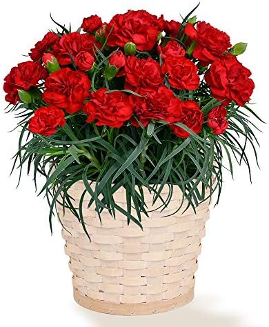 幸せの赤カーネーション鉢 Mt04az Poda01 花キューピット 女性 母 祖母 誕生日 お祝い 記念