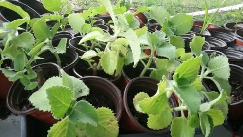 cuban oregano live plant bare root in 3" pot