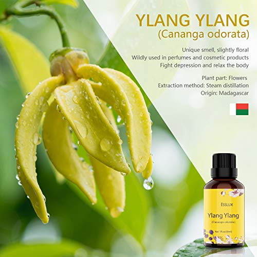 Ylang ylang Essential Oil, ESSLUX Aromatherapy Essential Oils for Diffuser, Massage, Soap, Candle Making, Home Fragrance - 30ML