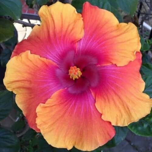 dinner plate hibiscus plant