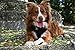 EcoBark Dog Harness - Eco-Friendly Max Comfort Harnesses - Luxurious Soft Mesh Halter - Over The Head Harness Vest- No Pull and No Choke for Puppy, Toy Breeds & Small Dogs (Small, Black)