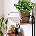 GTIDEA 4pcs Artificial Boxwood Bushes Fake Shrubs Plastic Greenery Plants House Office Garden Patio Yard Indoor Outdoor Decor