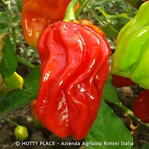HABANERO UGANDAN RED (Uganda) 10 SEEDS chilli pepper spiccato spicy African Amazon.co.uk