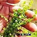 Mainam Giant Baby Tears Micranthemum umbrosum Freshwater Live Aquarium Plants Bundle Tropical Aquatic Water Plant Decorations