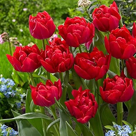 Amazon Co Jp 5本珍しい色紫と白の二重チューリップの球根盆栽チューリップの花の家庭の鉢植えの植物多年草の花球 12 ホーム キッチン