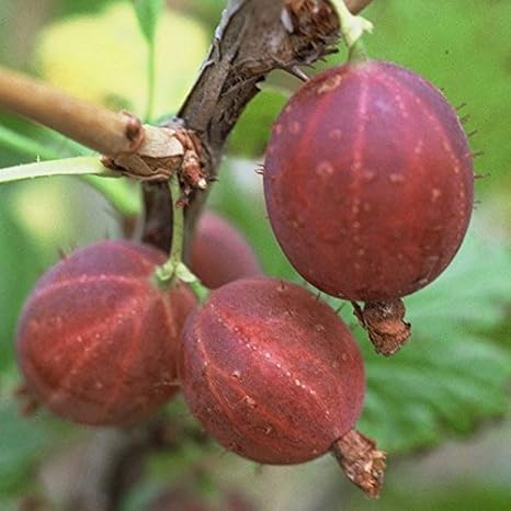 Hinnonmäki rot, Stachelbeere Busch, aromatisch, mehltaufest, platzfest, ca. 30-50 cm im 3 Liter Topf