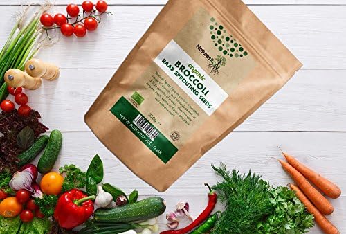 Natures Root Organic Broccoli Sprouting Seeds 250g - Superfood - Image 4