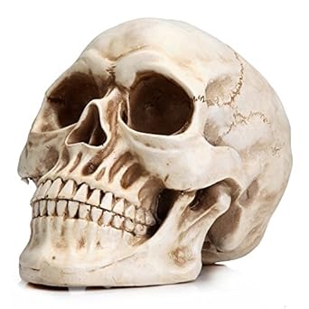 realistic skull