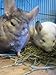 Small Pet Select 2nd Cutting Perfect Blend Timothy Hay Pet Food for Rabbits, Guinea Pigs, Chinchillas and Other Small Animals, Premium Natural Hay Grown in The US, 25 LB