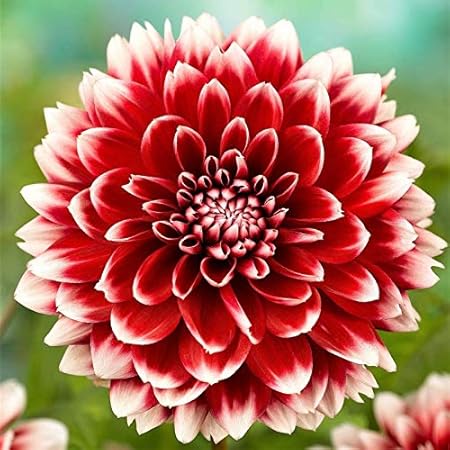 FERNSFLY Flower Bulbs IMP. Dahlia | Dhalia | Dahalia Perennial Flower Bulbs Excellent Quality Attractive Aromatic Flower Home Outdoor Gardening Flowering Bulbs (Pack Of 10 The Fubuki Red And White)