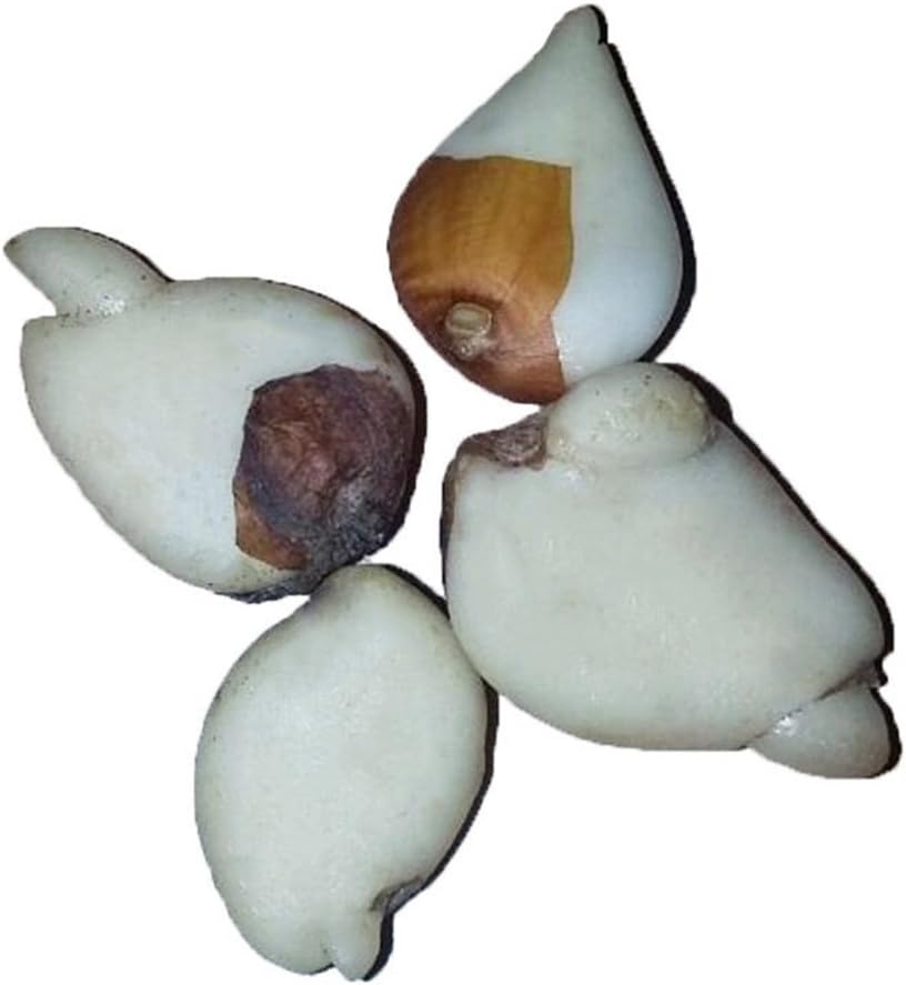 19Kenbeton High Quality Flower Seeds 5 Pcs Rare Rainbow Tulip Bulbs Seeds Beautiful Flower Seed Home Garden Plant