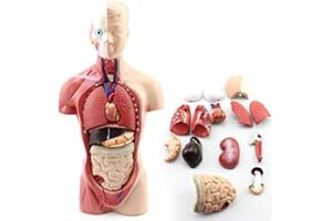 HUMMODELS 11-inch Male Human Torso Body Anatomy Model Including Skeleton Visceral for Medical Students Study