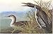 Audubon's Birds Of America (Tiny Folio)