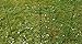 2-Pack Half Round Garden Plant Support Ring Hoop, 7.9