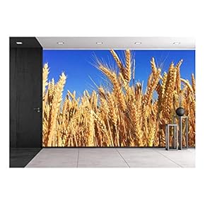 Wheat Field Under Blue Sky - Removable Wall Mural | Self-Adhesive Large Wallpaper - 66x96 inches