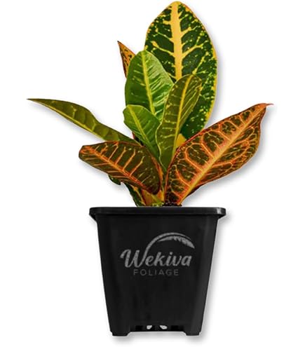 Amazon.com : Croton Mammy - 3 Live Plants in 4 Inch Pots - Codiaeum 'Mammy'  - Tropical Easy Care Indoor Houseplant : Patio, Lawn & Garden