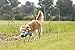 KONG - CuteSeas Whale - Corduroy Plush Dog Toy - For Large Dogs