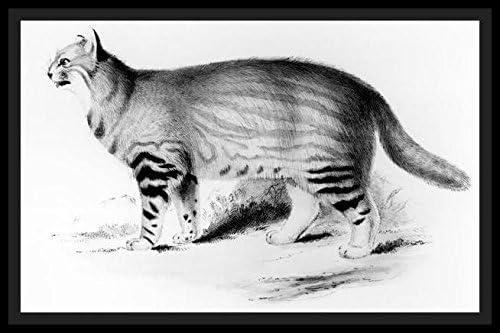 Felis Pajeros, plate 9 from 'Zoology of the Voyage of the Beagle: Mammals' by Charles Darwin (1809-92) pub. 1832-36