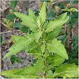 Package of 250 Seeds, Epazote Herb (Chenopodium ambrosioides) Non-GMO Seeds by Seed Needs