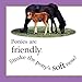 Little Ponies (Feels Real Books)