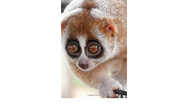 Amazon Com The Slow Loris Monkey Journal 150 Page Lined Notebook Diary Image Cool Libros