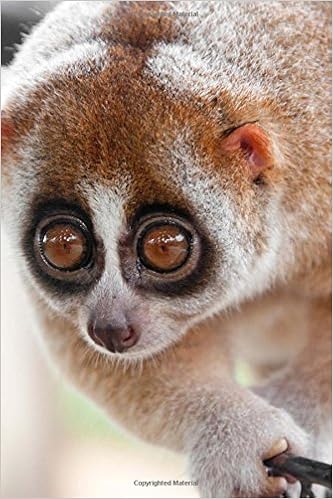 Amazon Com The Slow Loris Monkey Journal 150 Page Lined Notebook Diary Image Cool Libros
