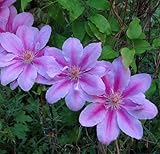 Pope John Paul II Clematis Vine - Potted - Magestic - 2.5