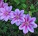 Pope John Paul II Clematis Vine - Potted - Magestic - 2.5" Pot