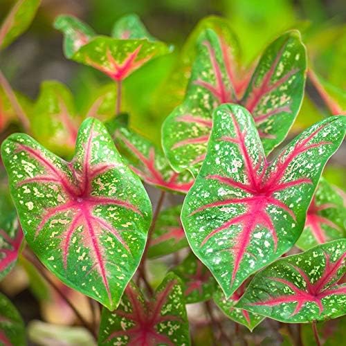 Going Greens Caladium Flashy Foliage Bicolor Plant Bulbs (Pack of 5 Bulbs)