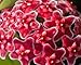 Hoya carnosa red - Porcelainflower - wax plant - 10 seeds