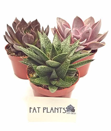 Fat Plants San Diego Large Succulent Plant Collection - Succulents in 4 inch Pots (3)