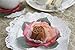 EuroQuest Imports Pink Roses Deco Parchment Leaves, Pack of 20