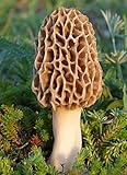 25-G-Dry-Seeds-Spores-Morels-Morchella-Garden-Mushrooms-Kit-Fungus