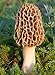 25 G Dry Seeds Spores Morels Morchella Garden Mushrooms Kit Fungus
