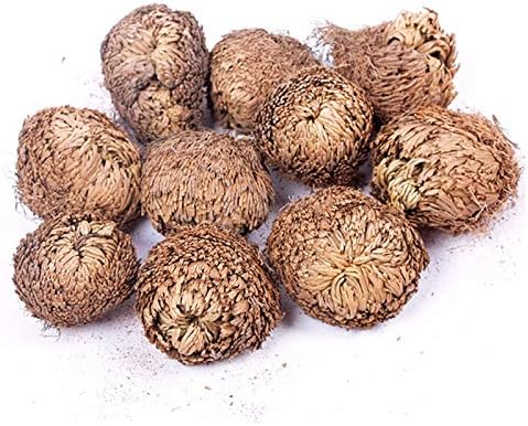 SP Pansy Magic Resurrection Plant Rose of Jericho Dinosaur Plant Air Fern Selaginella Moss (3 pcs)