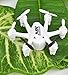 NiGHT LiONS TECH® X800S 6 Axis Gyro Headless 2.4G Mini RC Pocket Drone Quadcopter With 3D Roll Auto Return(White)