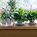 MUDEELA 6 Pack of 14 Inches Plant Saucers for Indoor, Durable Plastic Round Plant Tray Plant Dish Pant Plate to Catch Water for Flower and Plant Pot, Thicker, Stronger, Deeper, Clear