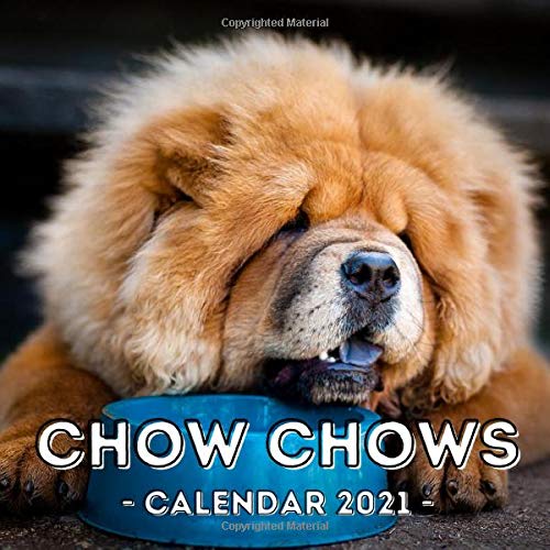 best chow chow