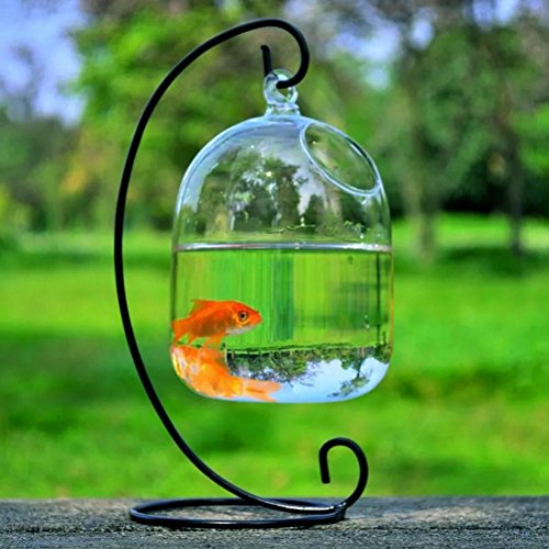 CosCosX Original Bell Shaped Hanging Glass Aquarium Fish Pot/Vase/Tank/Bowl(Black) Buy Online