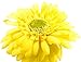 CraftMore Yellow Colored Gerbera Daisy Stems 14 Inch Set of 12