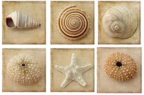 Seashell Print Set of Six Photos