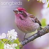 Songbirds Wall Calendar (2017)